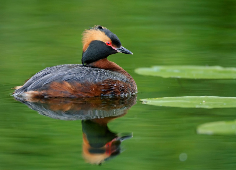 Slavonian grebe (Podiceps auritus)