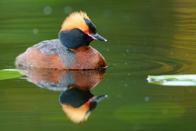 Slavonian grebe (Podiceps auritus)