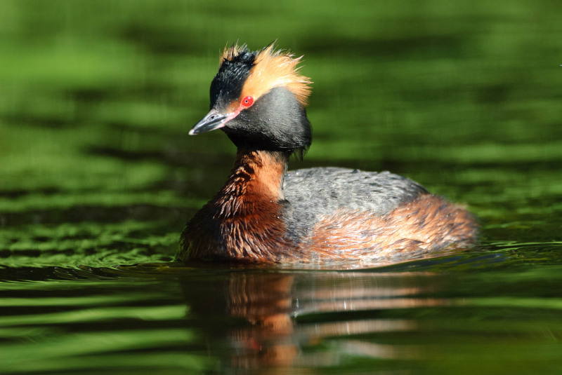 Slavonian grebe (Podiceps auritus)