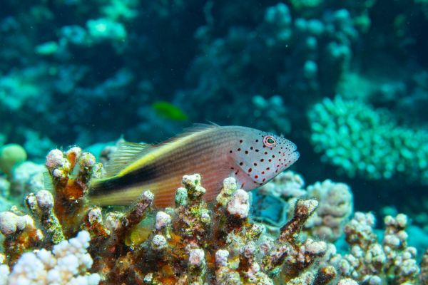 Ein gestreifter Korallenwächter schwimmt über lebenden Korallen in einem Riff.