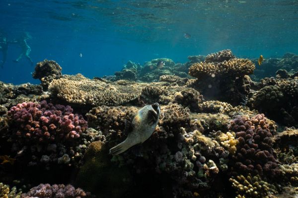 Korallenriff mit verschiedenen Korallen und Fischen im klaren Wasser des Roten Meeres.