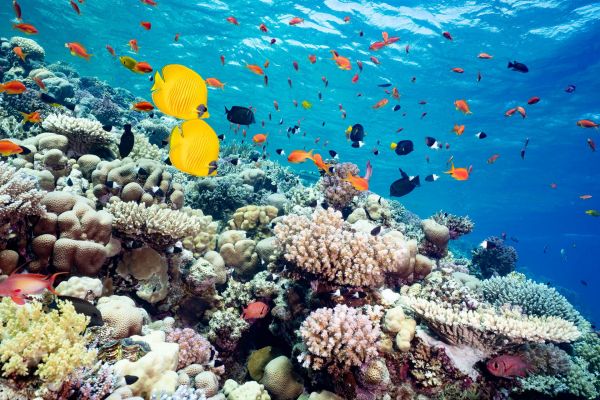 Unterwasseransicht eines Korallenriffs mit zahlreichen bunten Fischen im Roten Meer.