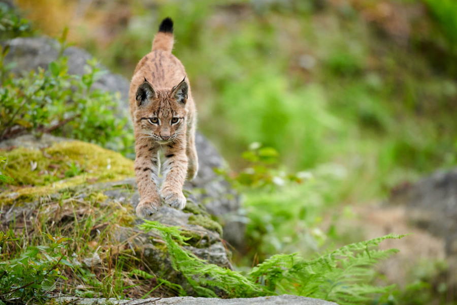 Junger Eurasischer Luchs läuft durch dichtes Waldgebiet.