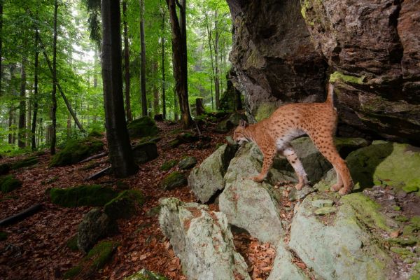 Luchs