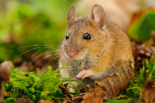 Waldmaus auf moosbewachsenem Boden im Laubwald.