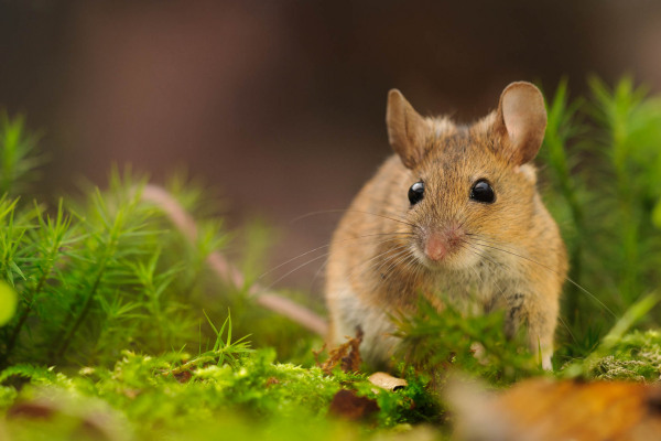 Waldmaus sitzt auf moosbewachsenem Waldboden, umgeben von Pflanzen.