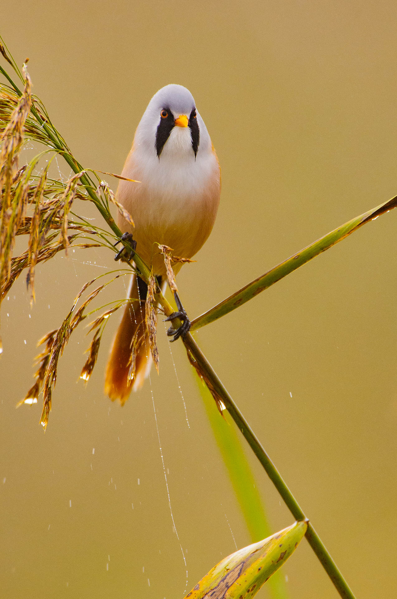 A bearded tit (Panurus biarmicus) uses the reeds as a perch. This species is a typical inhabitant of wetlands and shows pronounced adaptations to its habitat. Bearded Tit on a reed in natural surroundings.
