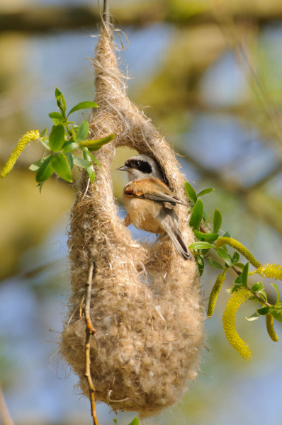 Beutelmeise beim Bau eines hängenden Nestes in einem Schilfrohr.