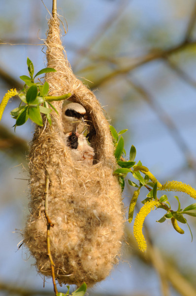 Beutelmeise füttert Jungvogel im kunstvoll geflochtenen Nest.