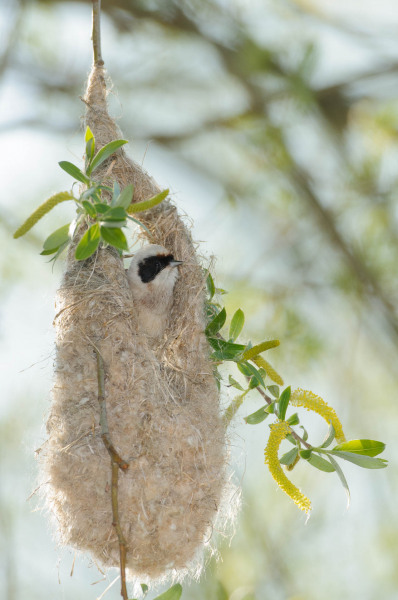 Beutelmeise sitzt im Nest aus Naturmaterialien im Schilfgebiet.