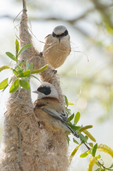 Beutelmeise beim Nestbau in einem Baum, umgeben von Blättern.