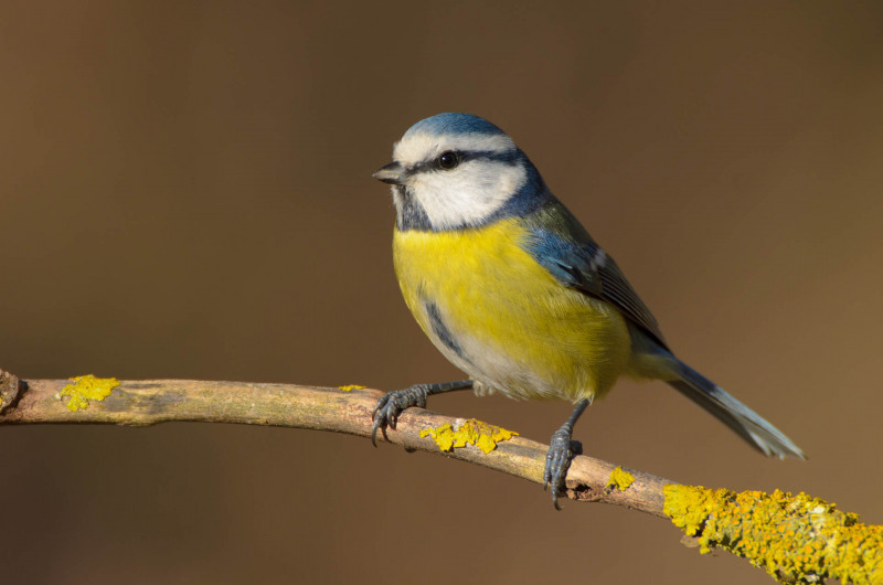 Blaumeise mit blau-gelbem Gefieder sitzt auf einem Ast.