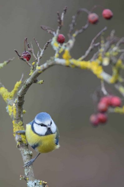 Blaumeise sitzt auf einem mit Flechten bewachsenen Ast im Winter.