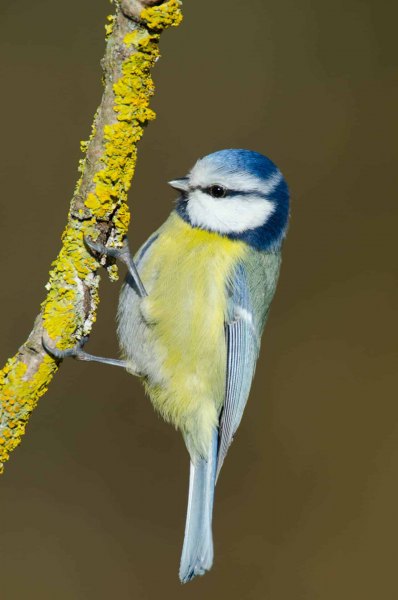 Blaumeise sitzt auf einem mit Flechten bewachsenen Ast.