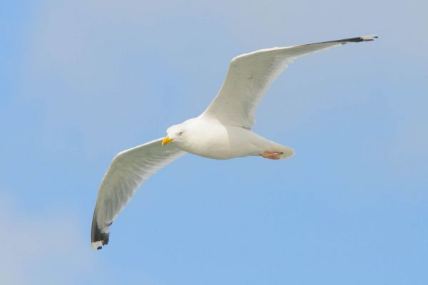 Silbermöwe im Flug vor blauem Himmel über Dänemark.