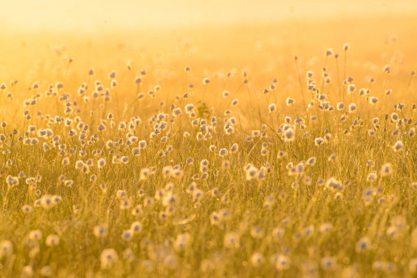 Wollgras in einem goldenen Moorgebiet mit verschwommenem Hintergrund.
