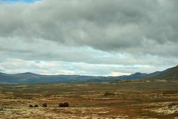 Moschusochsen in der weiten Tundralandschaft des Dovrefjell in Norwegen.