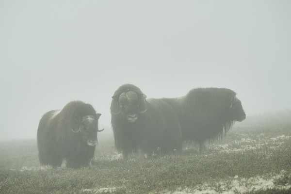 Drei Moschusochsen im dichten Nebel auf einer offenen Tundra.