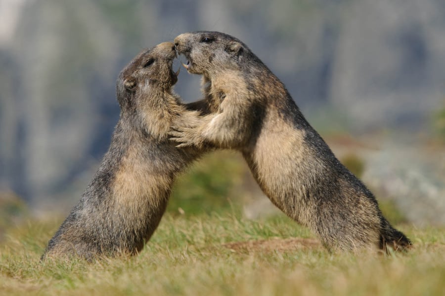 Zwei Alpenmurmeltiere spielen aufrecht stehend zusammen auf einer Wiese.