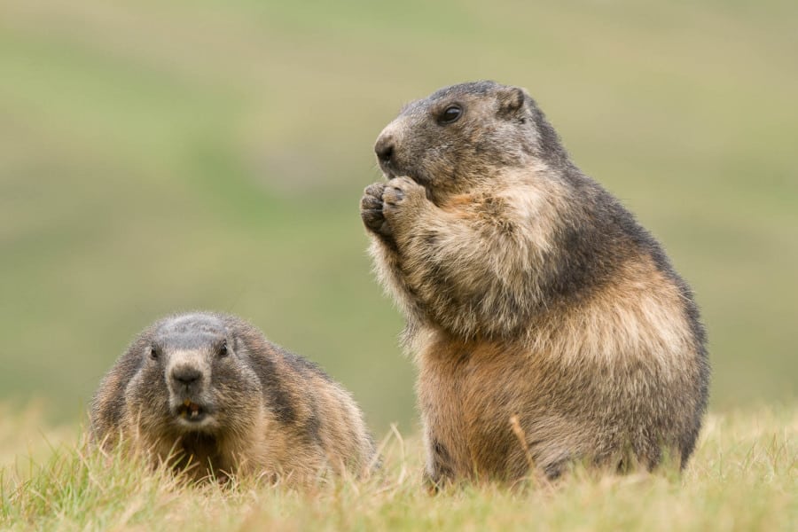Zwei Alpenmurmeltiere stehen auf einer grünen Wiese.