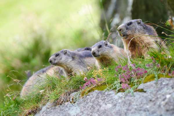 Gruppe von Alpenmurmeltiere sitzt auf einer blühenden Wiese in den Alpen.