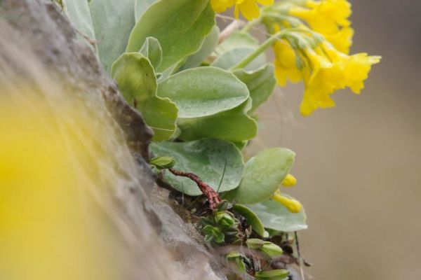 Gelbe Blüten und grüne Blätter einer Alpen-Aurikel an einem Felsen