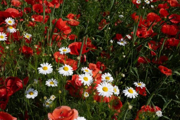 Rotes Mohnfeld mit weißen Gänseblümchen in voller Blüte im Sommer.