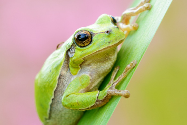 Ein grüner Laubfrosch klettert an einem Schilfhalm entlang.