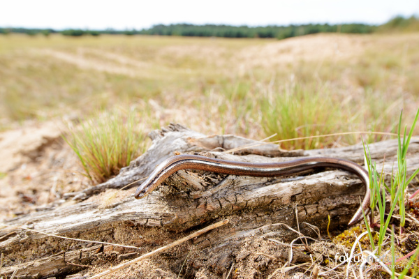 Blindschleiche vor Holz auf sandigem Boden in offener Landschaft.