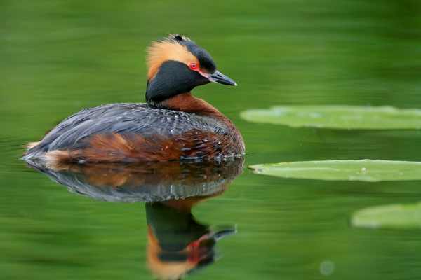 Ein Ohrentaucher schwimmt im grünen Wasser eines skandinavischen Sees.