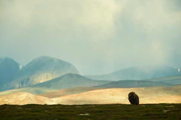 Ein Moschusochse steht vor der Bergkulisse im Dovrefjell, Norwegen.