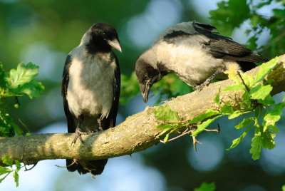 Rabenvögel