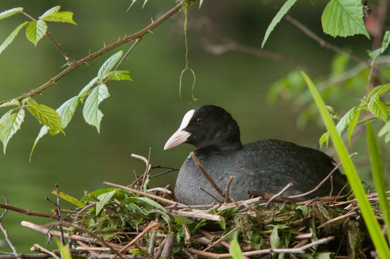 Ein Blässhuhn sitzt auf einem Nest, umgeben von grüner Vegetation.