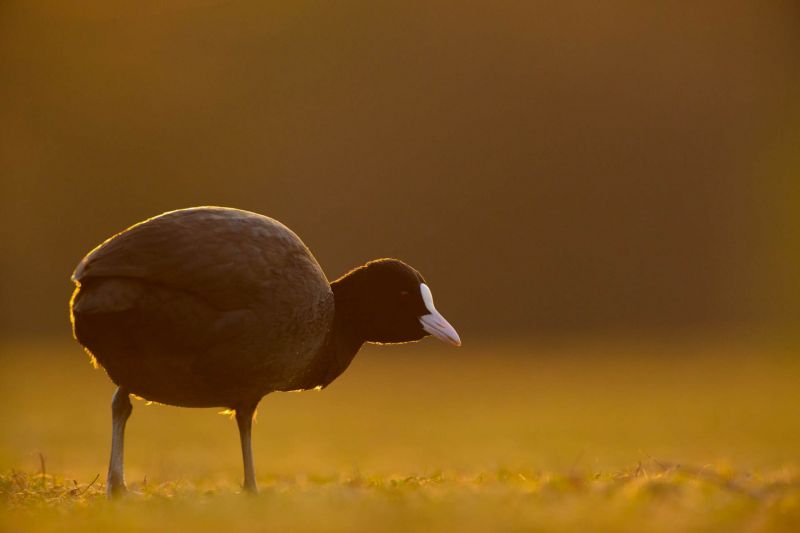 Ein Blässhuhn steht in warmem Abendlicht auf einer Wiese.
