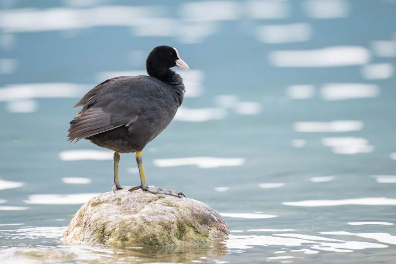 Ein Blässhuhn steht auf einem Felsen im Wasser mit ruhigem Hintergrund.