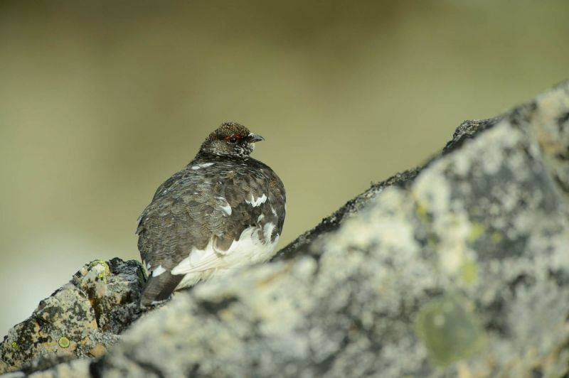 Alpenschneehuhn
