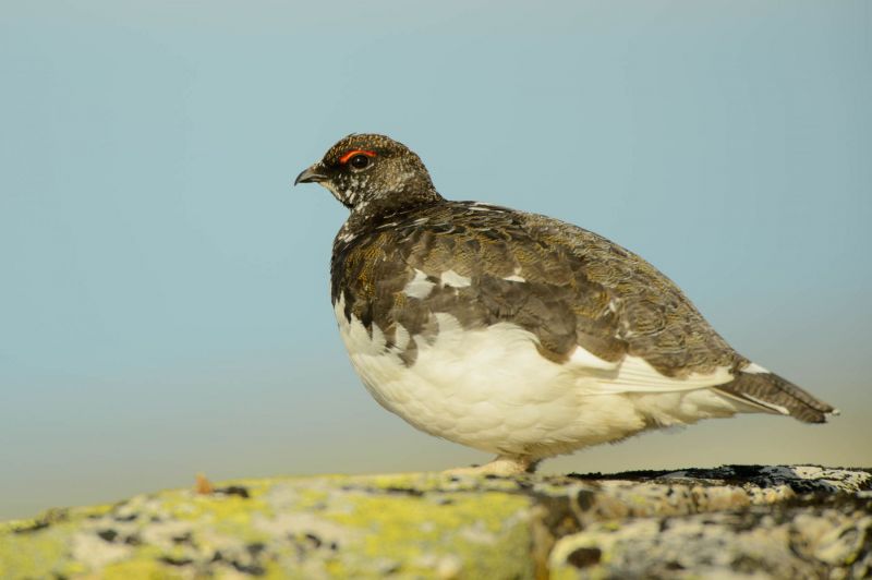 Alpenschneehuhn