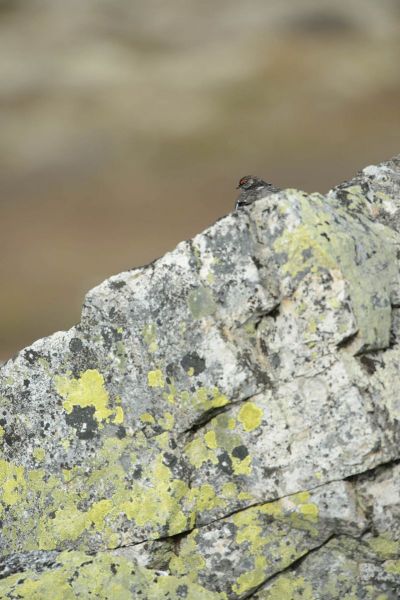 Alpenschneehuhn
