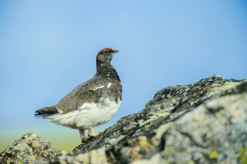 Alpenschneehuhn