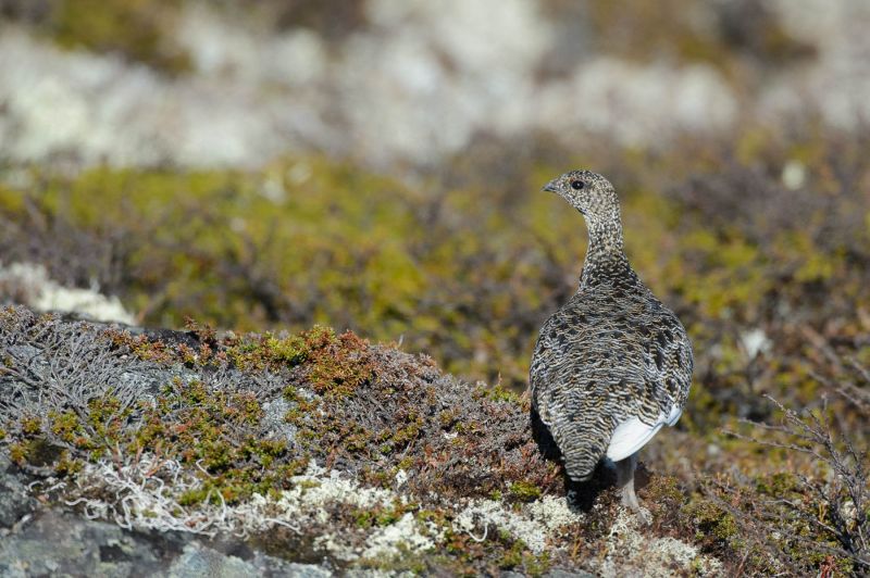 Alpenschneehuhn