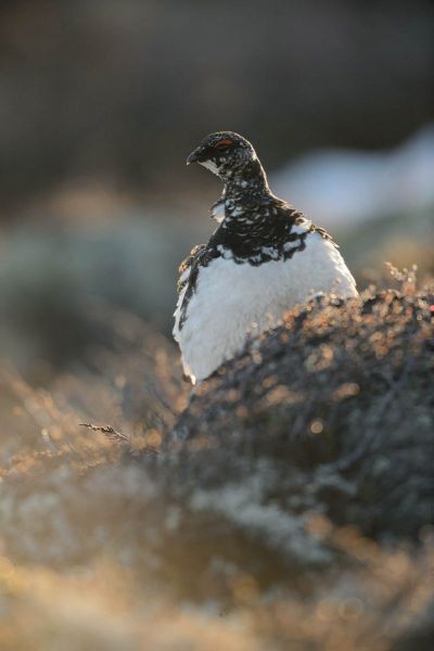 Alpenschneehuhn