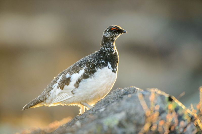 Alpenschneehuhn