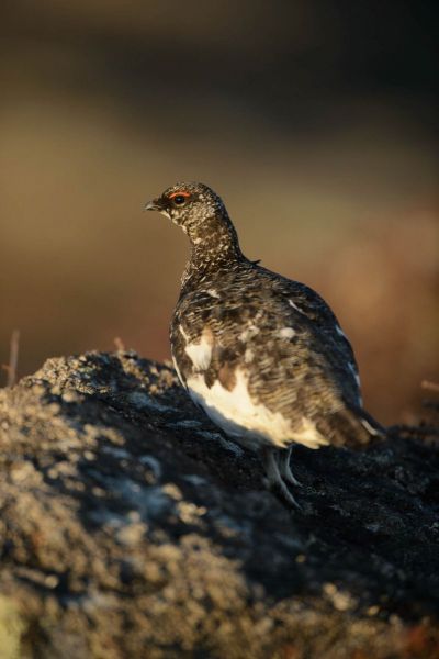 Alpenschneehuhn