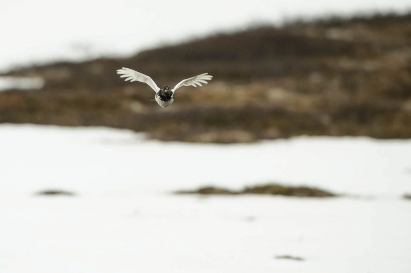 Alpenschneehuhn