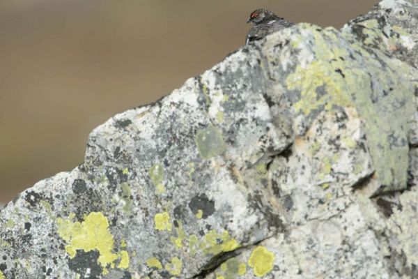 Alpenschneehuhn