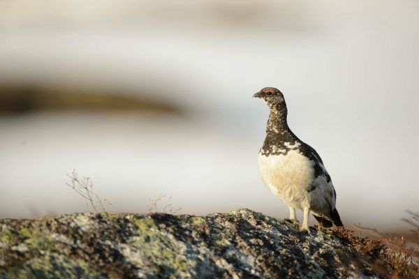 Alpenschneehuhn