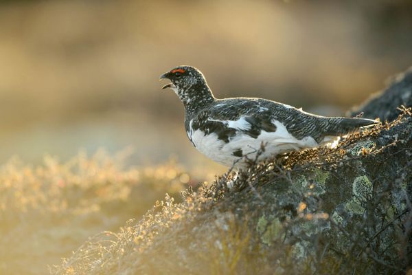 Alpenschneehuhn