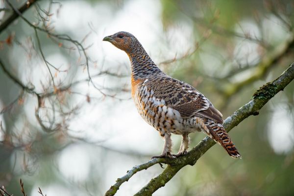 Auerhahn