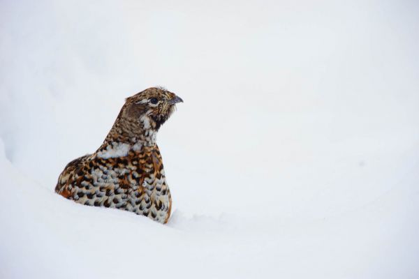 Haselhuhn