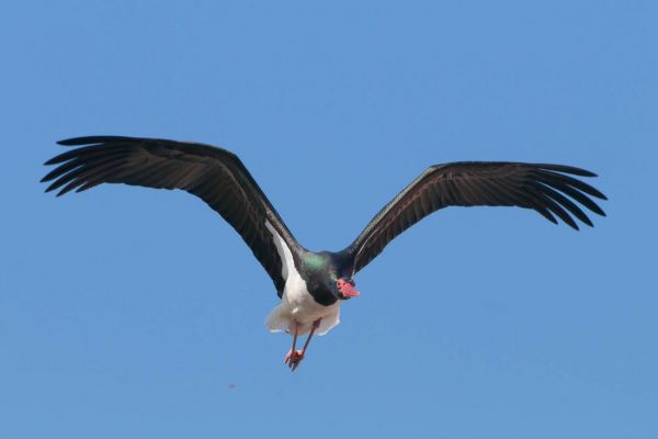 Ein Schwarzstorch fliegt mit ausgebreiteten Flügeln am Himmel.